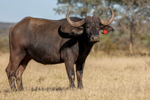 Shambala-RB20.jpg