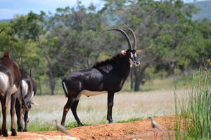 43.jpg