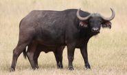 Buffalo Cow & Calf