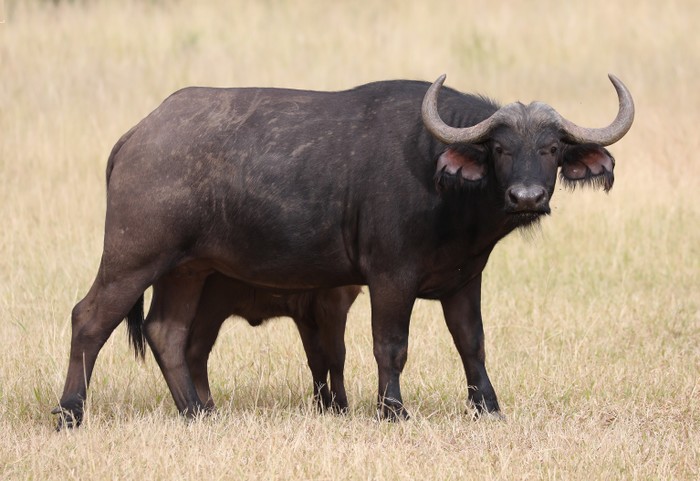 Buffalo Cow & Calf