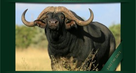 Shambala Buffalo Auction 2019