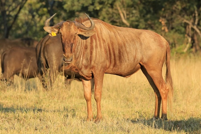 Golden wildebeest