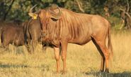 Golden wildebeest