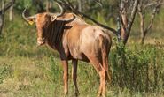 Golden wildebeest