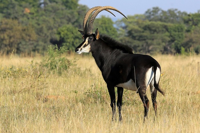 Sable Bull