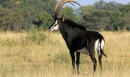 Sable Bull