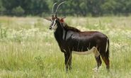 Sable Cow