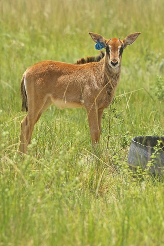 Sable calf