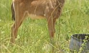 Sable calf