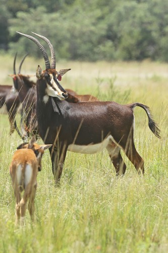 Sable cow