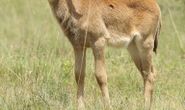 Sable heifer calf