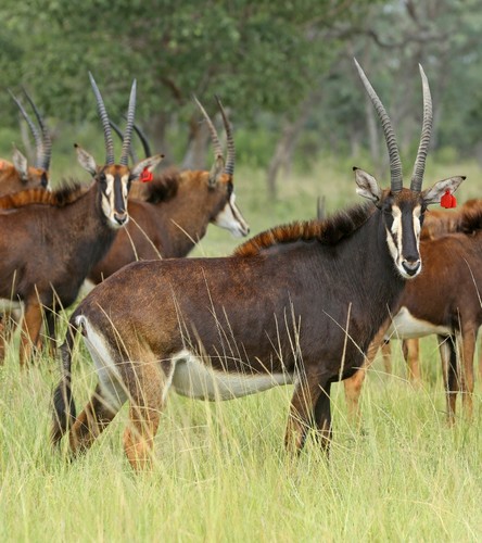 Sable cow