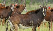 Sable cow