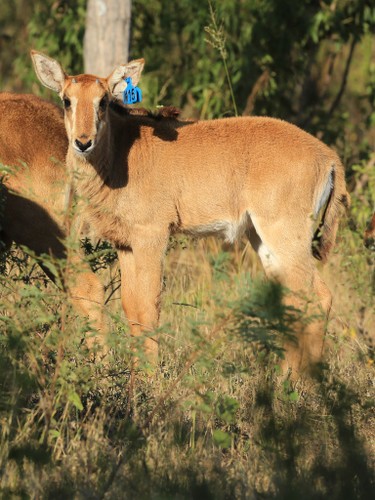 Sable heifer calf
