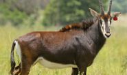 Sable cow