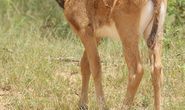 Sable heifer calf