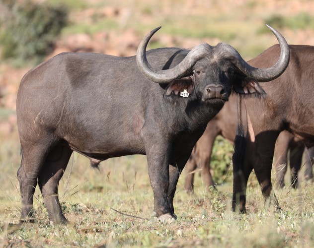 Buffalo Bull