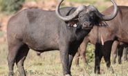 Buffalo Bull