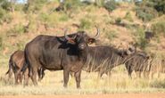 Buffalo Cow & Calf