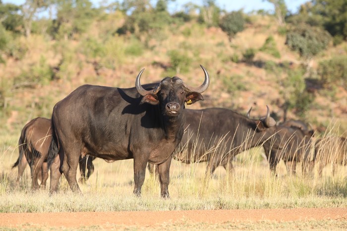 Buffalo Cow & Calf