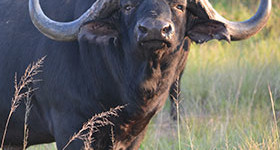 Buffalo Gallery